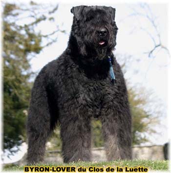 PHOTO de Bouvier des Flandres du Clos de la Luette - COPYRIGHT déposé